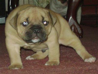 Old English Bulldog Puppies for Sale